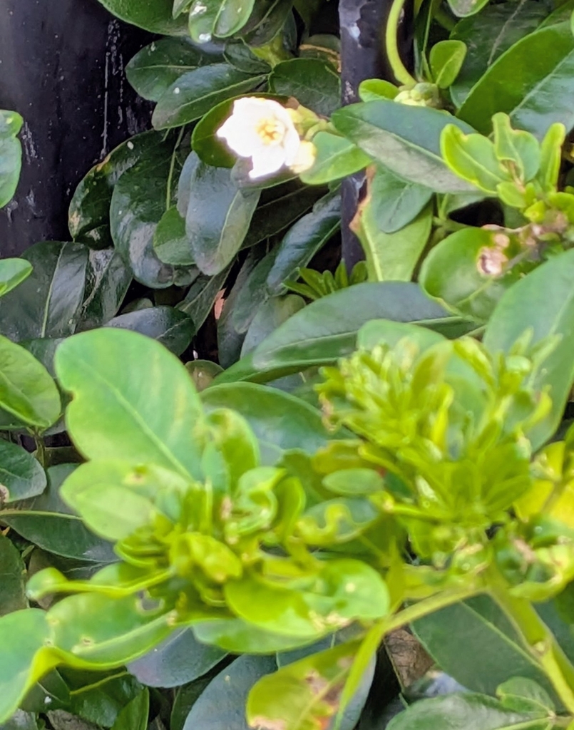 Mexican mock orange (Choisya ternata)