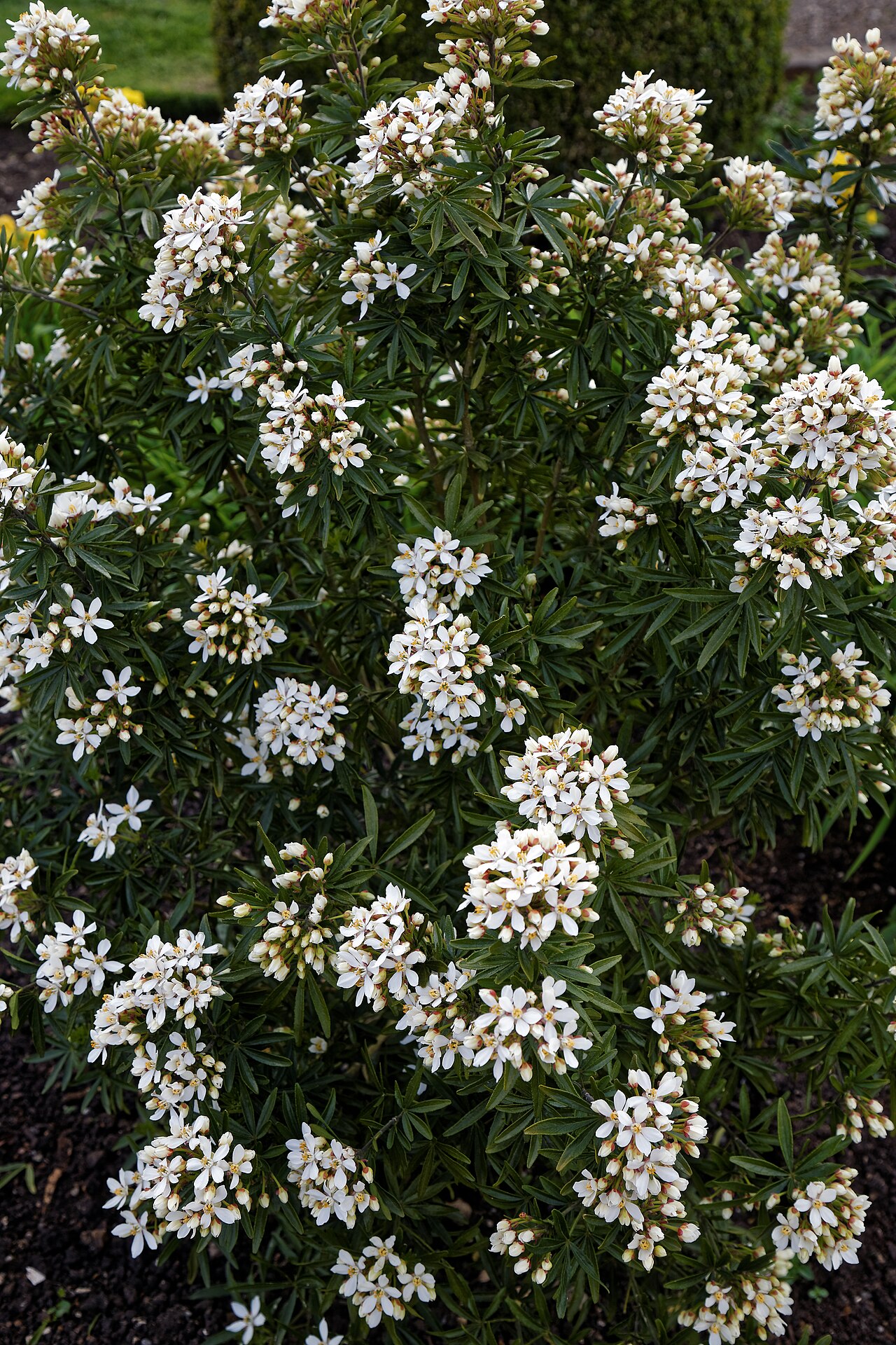 Mexican mock orange: Choisya × dewitteana 'Snow Flurries' cultivar, aka: Lisflurry, (common names: Mexican orange; mock orange), in the Royal Horticultural Society Hilltop Garden at