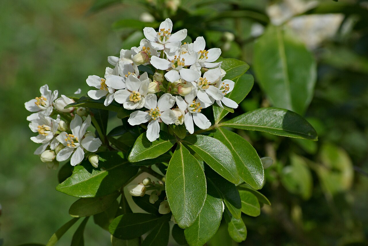 Mexican mock orange: Choisya or Mexican Orange ( Choisya ternata ), inflorescence, in a garden, France.