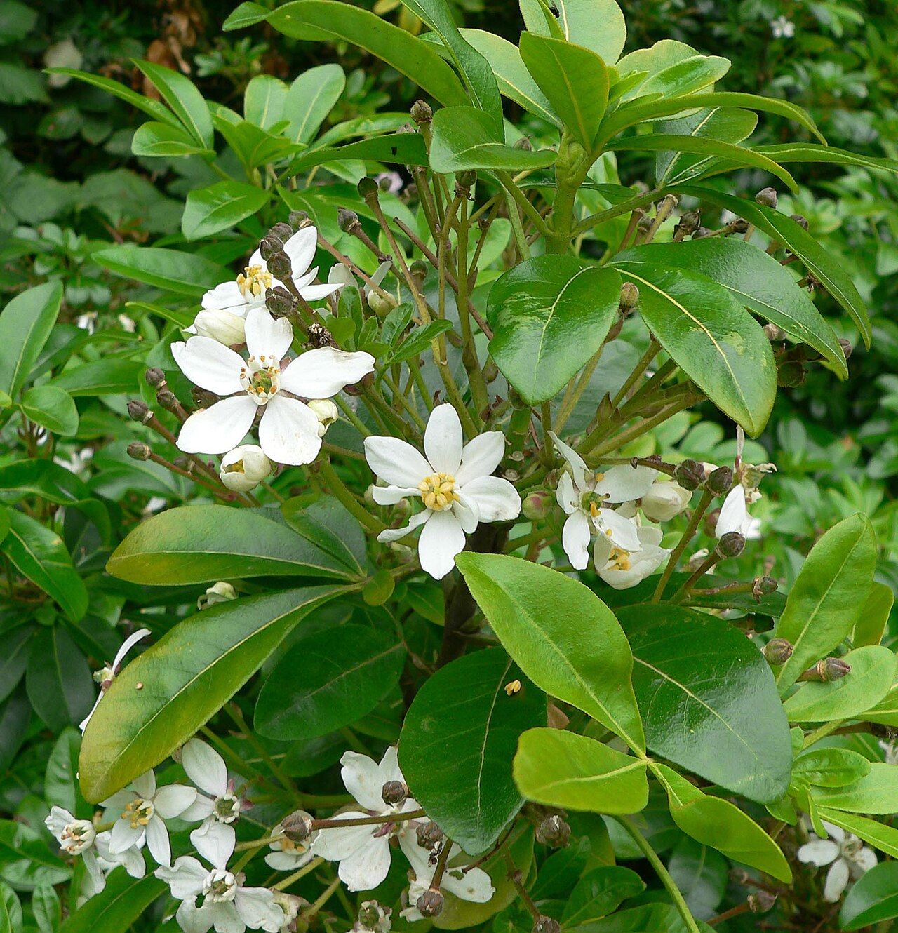 Mexican mock orange: Photo of Choisya ternata at the San Francisco Botanical Garden