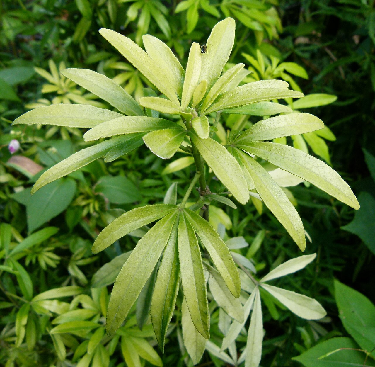 Mexican mock orange: Choisya ternata - Aztec Pearl