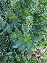 Mexican mock orange (Choisya ternata)