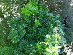 Mexican mock orange (Choisya ternata)