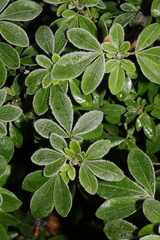 Mexican mock orange (Choisya ternata)