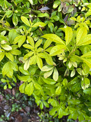 Mexican mock orange (Choisya ternata)
