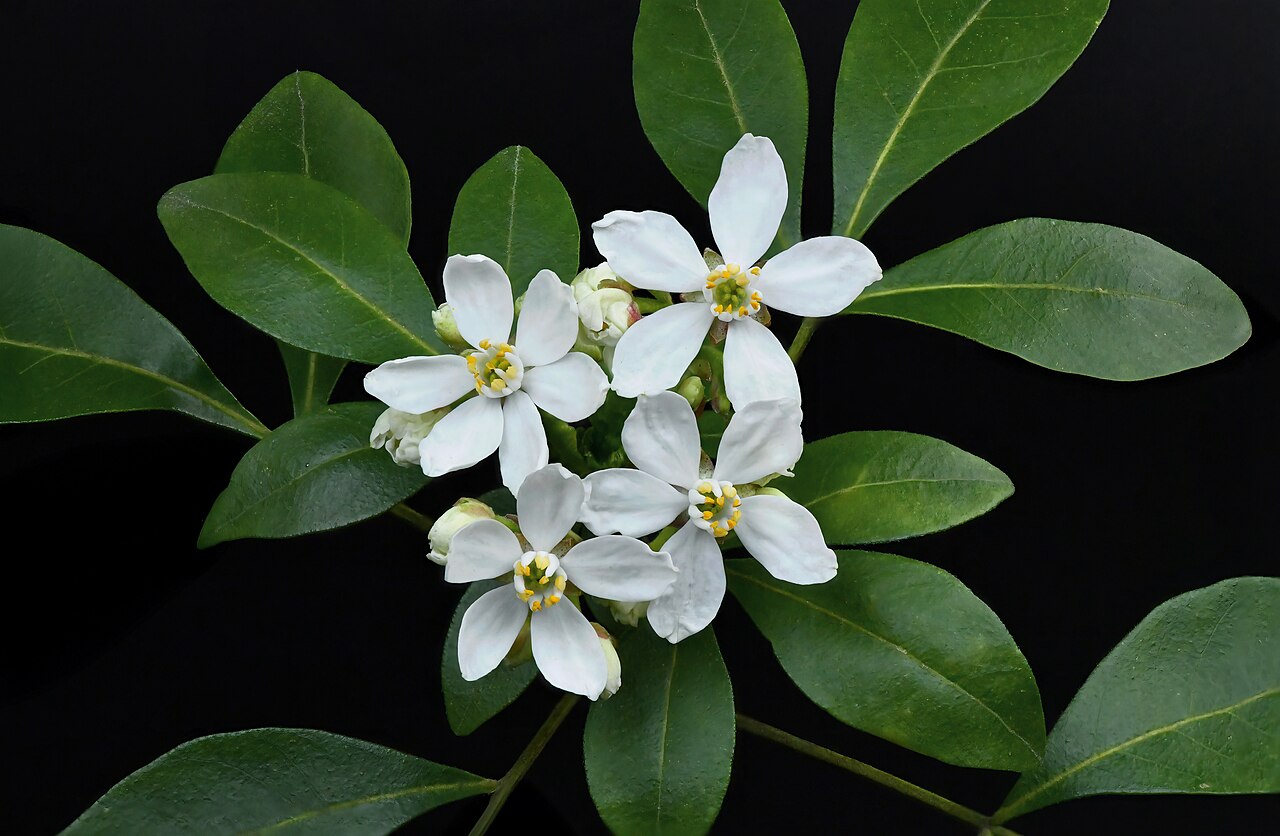 Mexican mock orange: Choisya ternata - flowers and leaves.