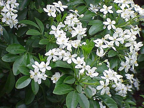 Mexican mock orange: Species : Clethra fargesii Choisya ternata Family : Rutaceae Image No. 2