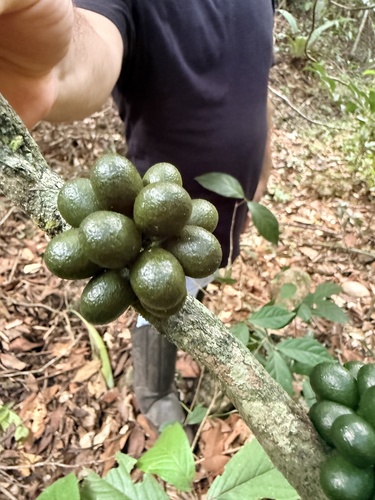 Chondodendron microphyllum (Chondrodendron microphyllum)