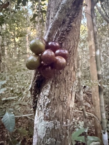 Chondodendron microphyllum (Chondrodendron microphyllum)