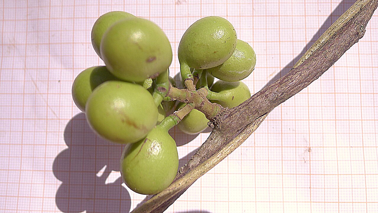 Chondodendron platyphyllum: Chondrodendron platiphyllum (A. St.-Hil.) Miers.
