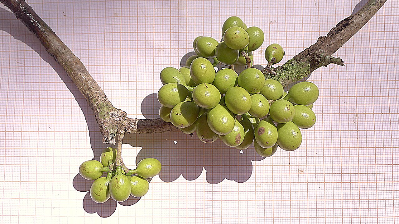 Chondodendron platyphyllum: Chondrodendron platiphyllum (A. St.-Hil.) Miers.