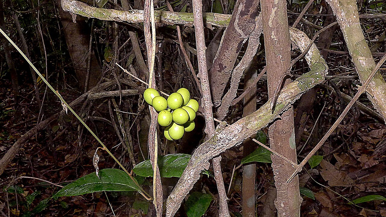 Chondodendron platyphyllum: Chondrodendron platiphyllum (A. St.-Hil.) Miers.