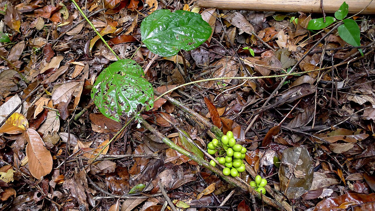 Chondodendron platyphyllum: Chondrodendron platiphyllum (A. St.-Hil.) Miers.