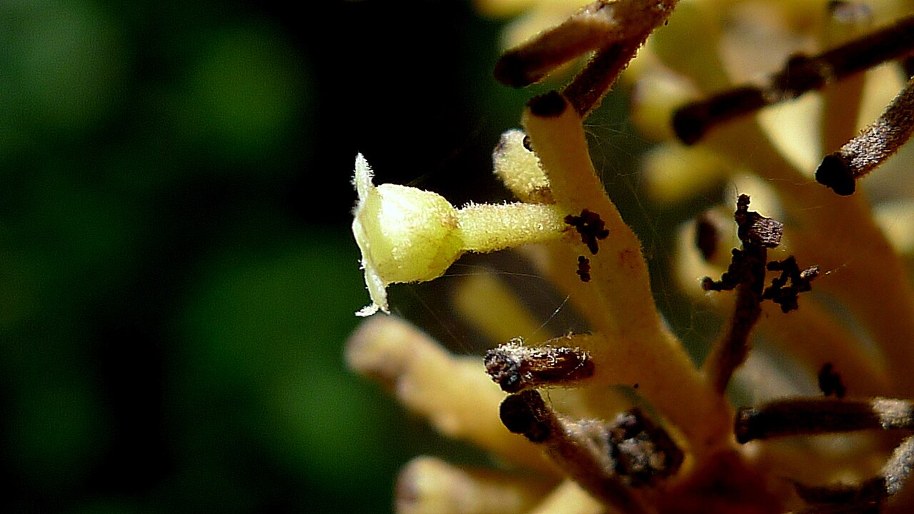 Chondodendron platyphyllum: Chondrodendron platiphyllum (A.St.-Hil.) Miers