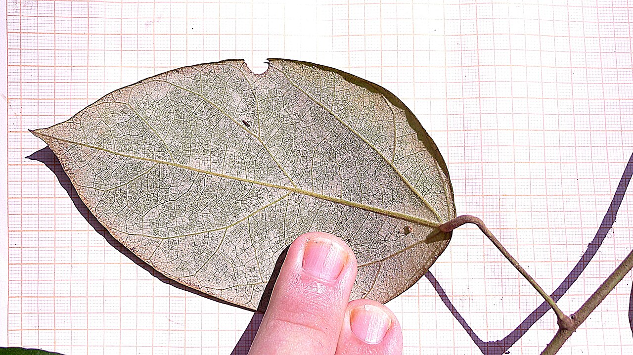 Chondodendron platyphyllum: Chondrodendron platiphyllum (A. St.-Hil.) Miers.