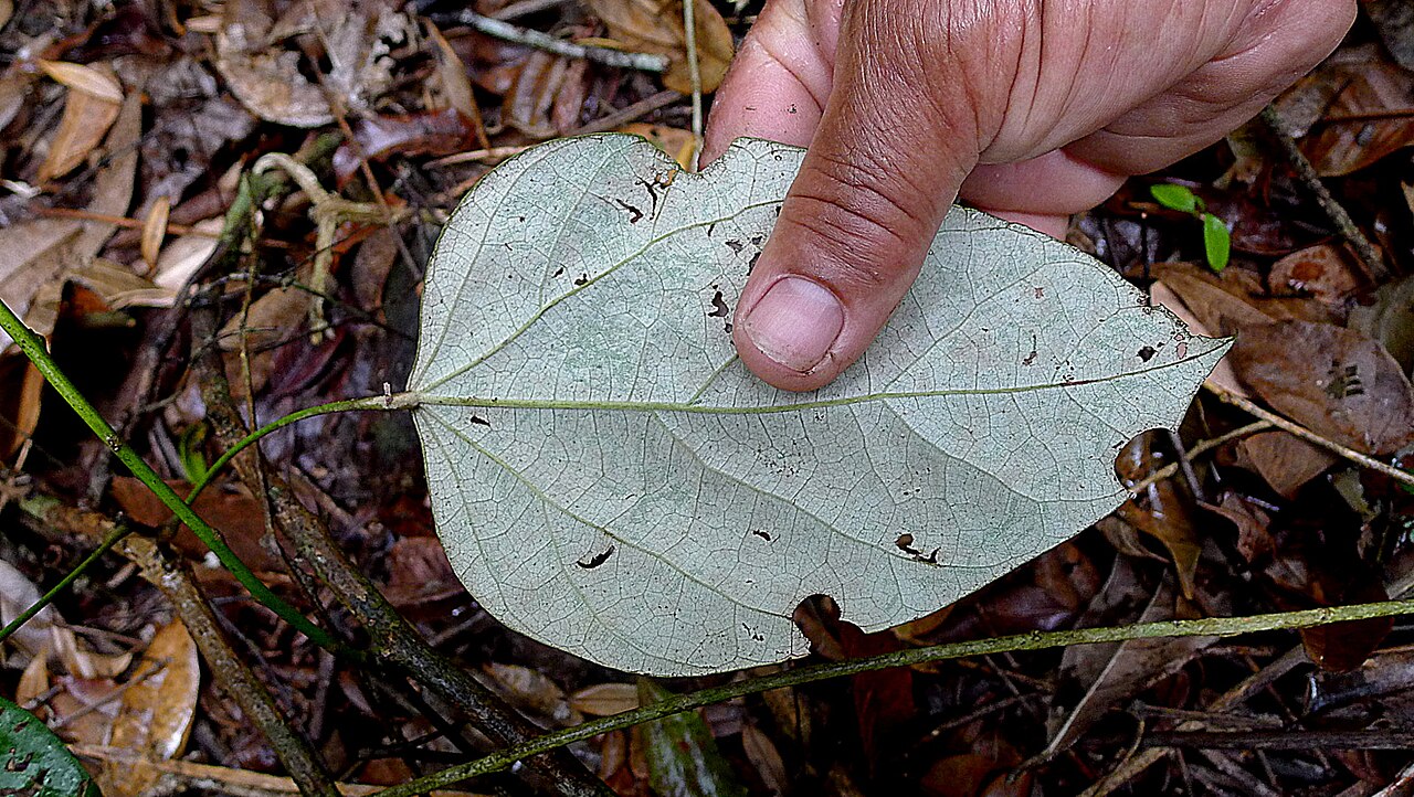 Chondodendron platyphyllum: Chondrodendron platiphyllum (A. St.-Hil.) Miers.