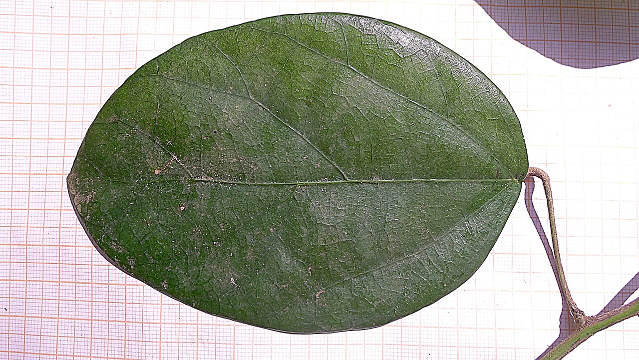 Chondodendron platyphyllum: Chondrodendron platiphyllum (A. St.-Hil.) Miers.