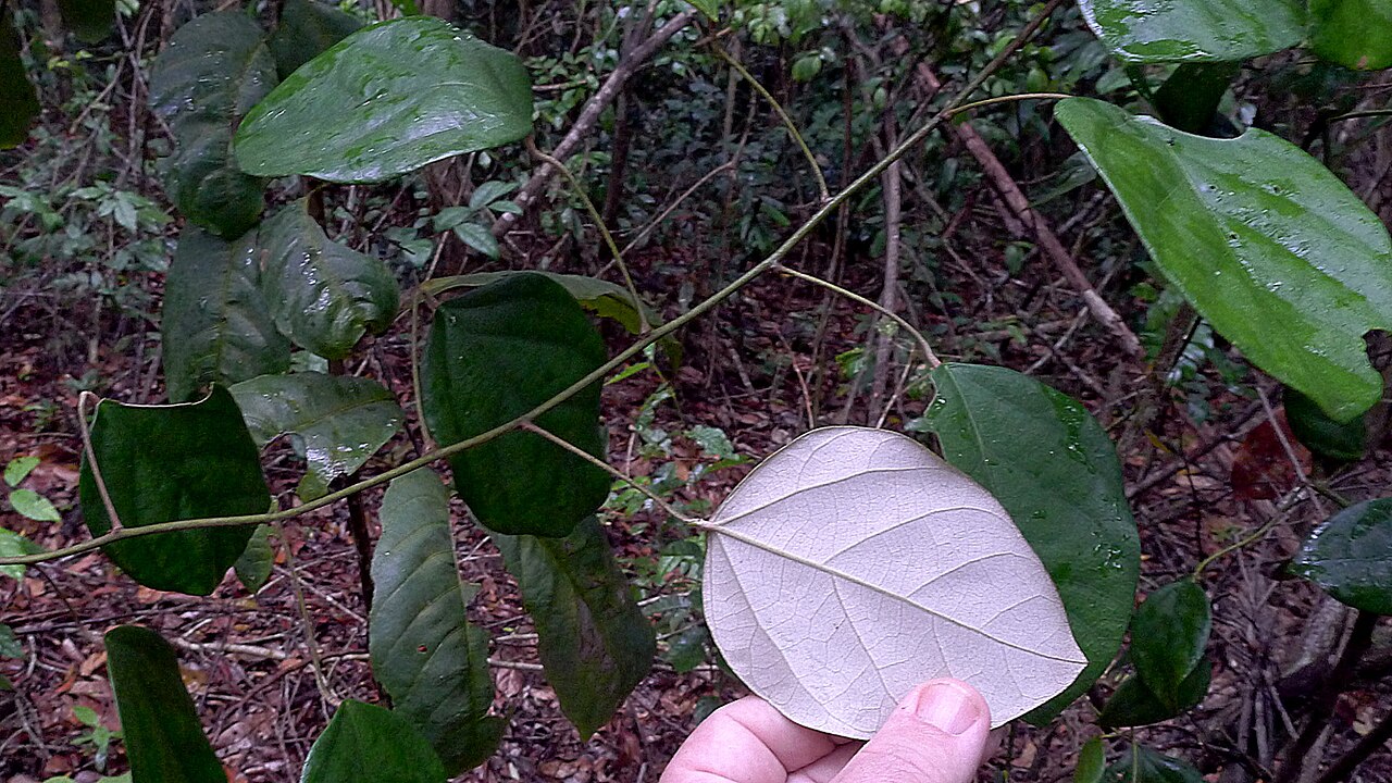 Chondodendron platyphyllum: Chondrodendron platiphyllum (A. St.-Hil.) Miers.