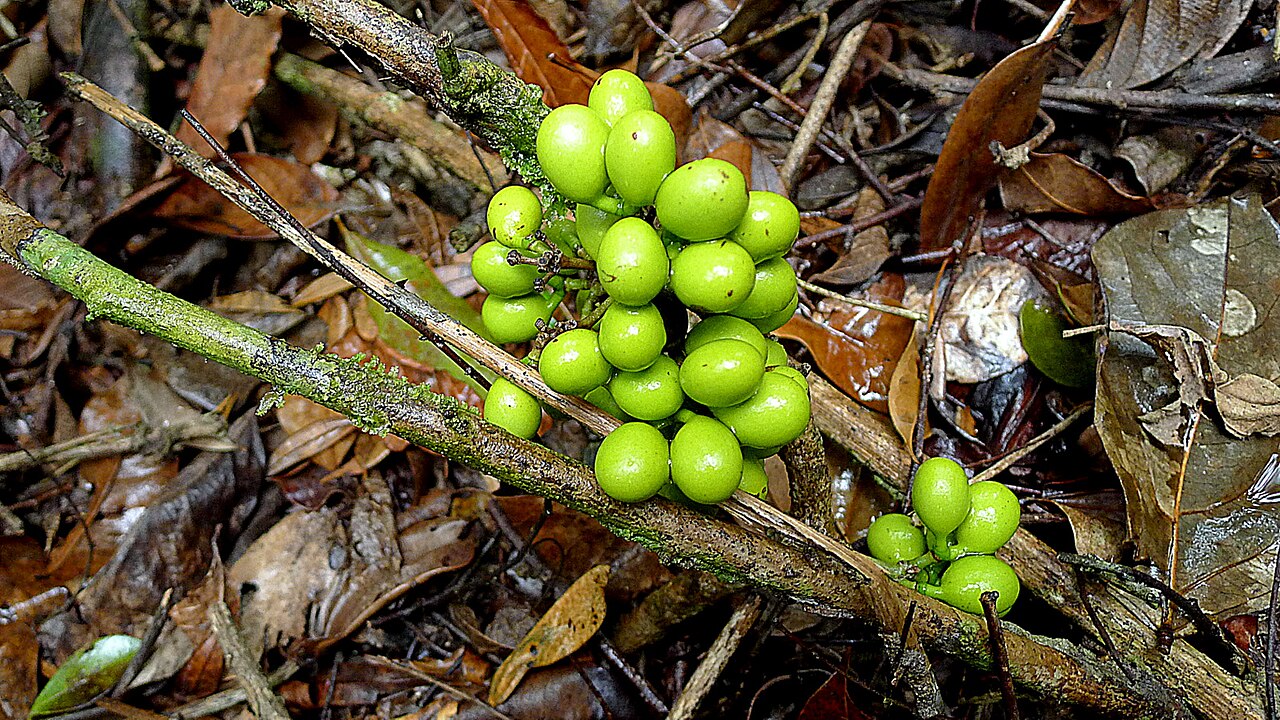 Chondodendron platyphyllum: Chondrodendron platiphyllum (A. St.-Hil.) Miers.