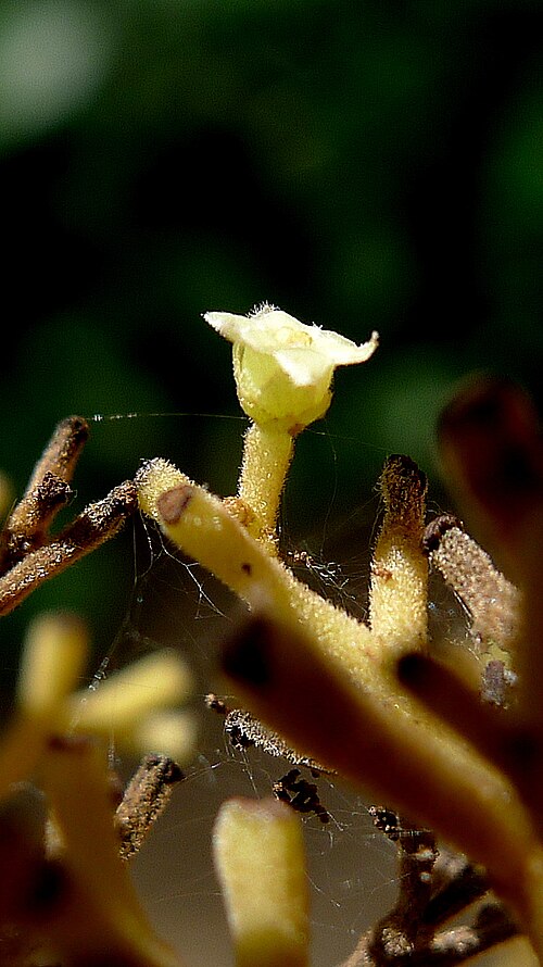 Chondodendron platyphyllum: Chondrodendron platiphyllum (A.St.-Hil.) Miers