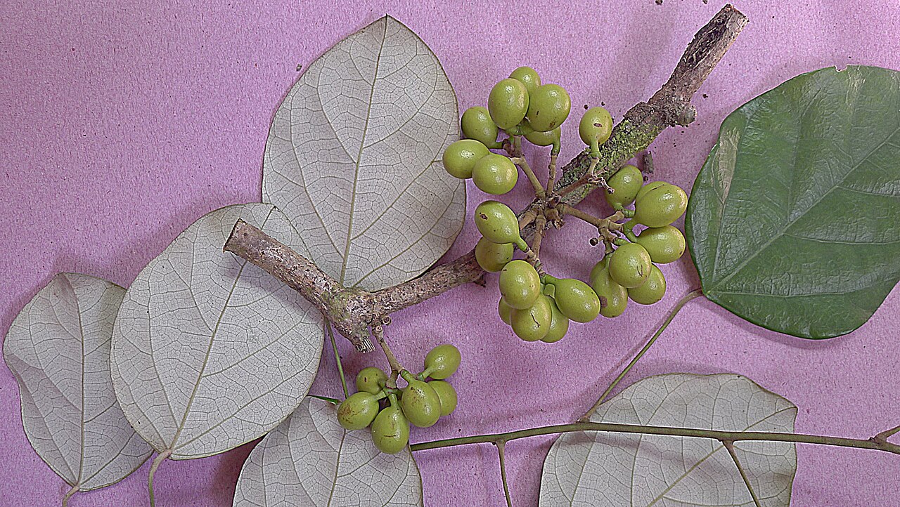 Chondodendron platyphyllum: Chondrodendron platiphyllum (A. St.-Hil.) Miers.