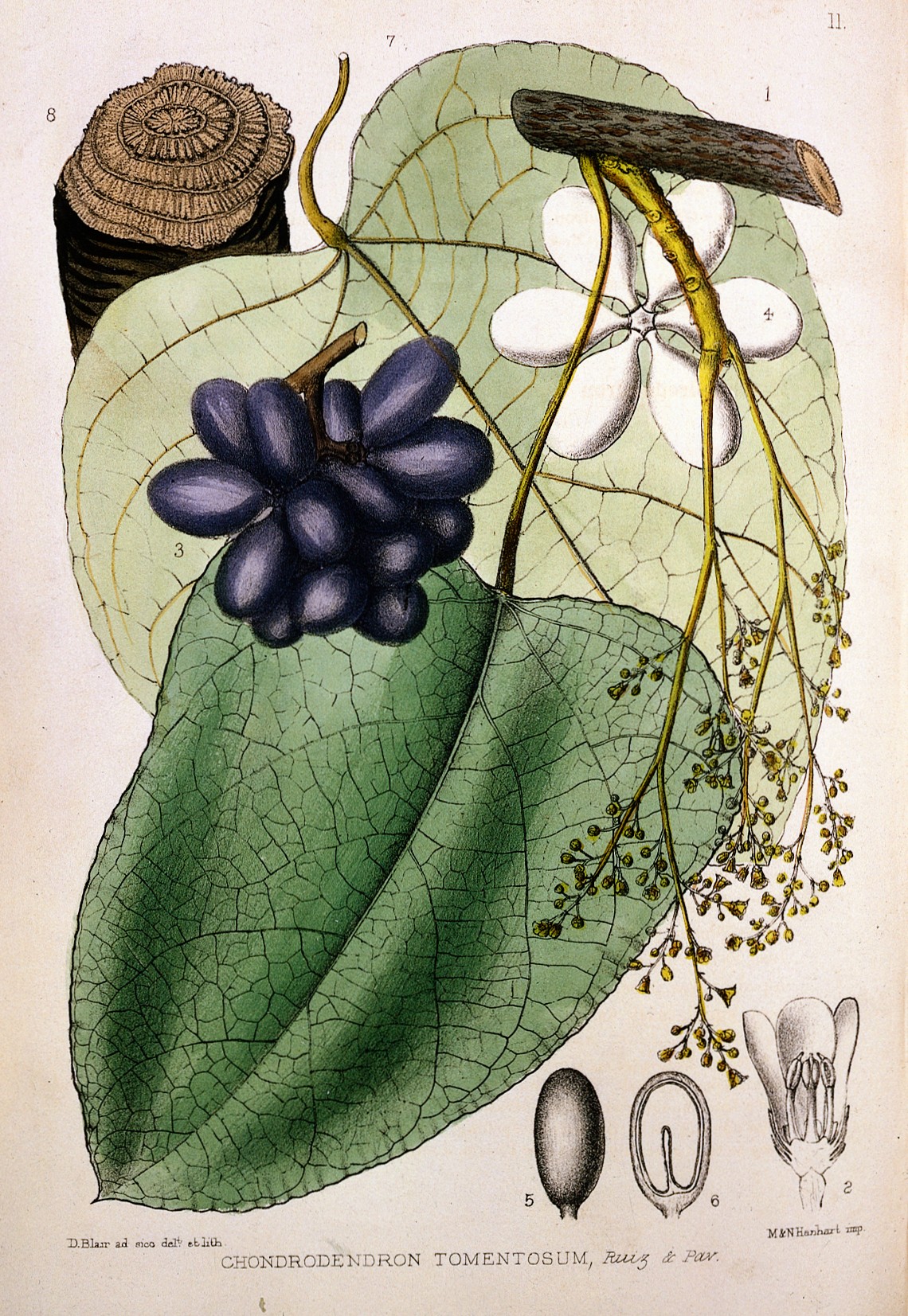 Pareira: Chondrodendron tomentosum General Collections Keywords: Materia Medica; Robert Bentley; Henry Trimen