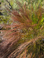 Chordifex fastigiatus (Chordifex fastigiatus)