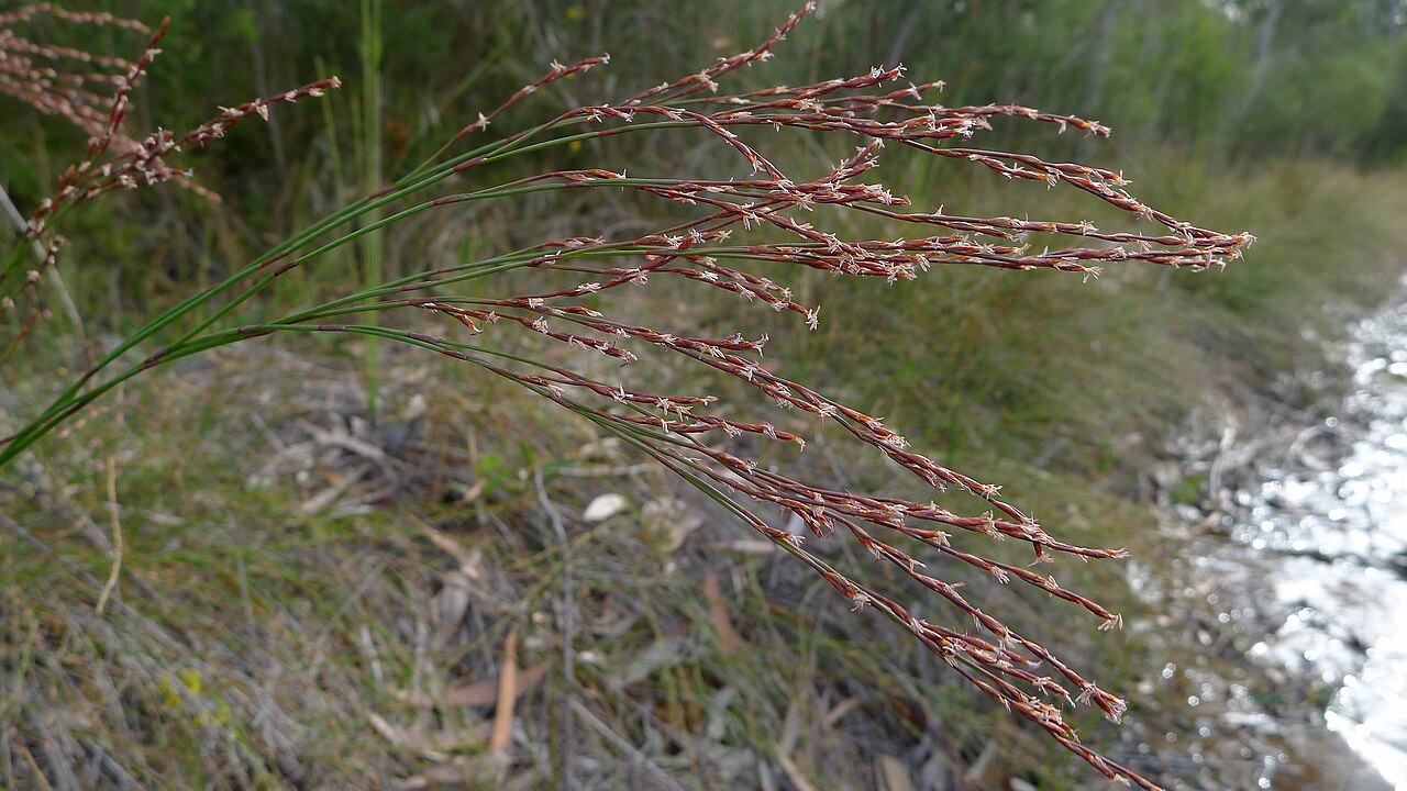 Chordifex fastigiatus: Chordifex fastigiatus . Royal National Park, NSW Australia, August 2011.