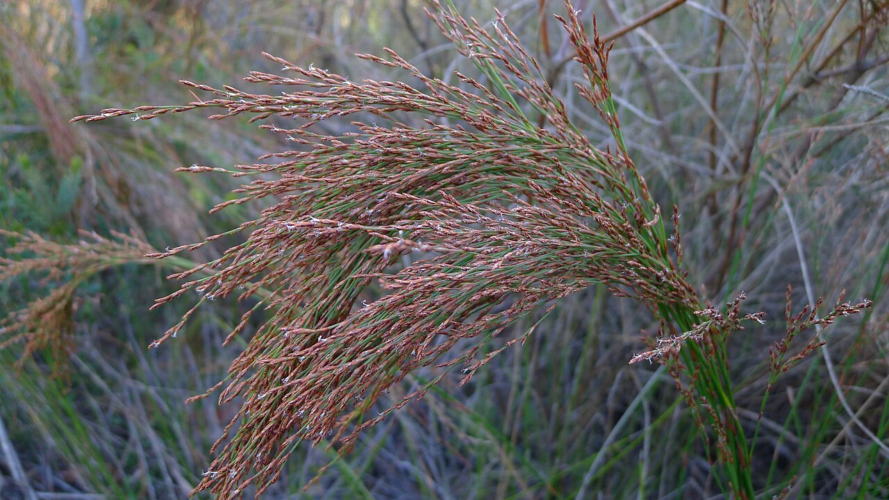 Chordifex fastigiatus: Chordifex fastigiatus . Heathcote National Park, NSW Australia, July 2011.