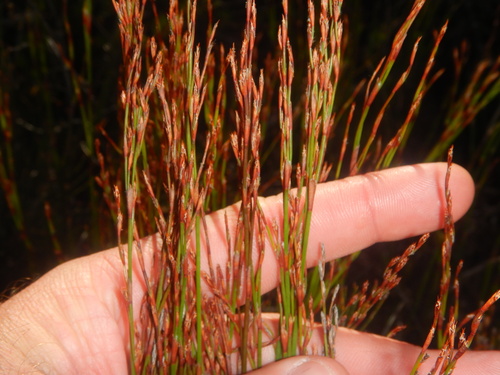 Chordifex fastigiatus (Chordifex fastigiatus)
