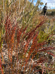 Chordifex fastigiatus (Chordifex fastigiatus)