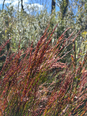 Chordifex fastigiatus (Chordifex fastigiatus)