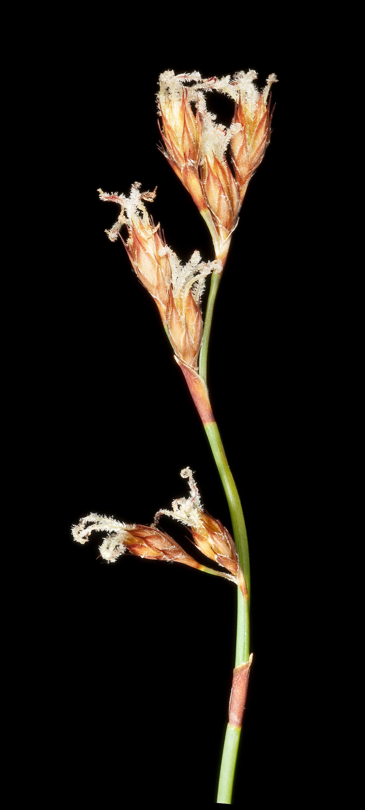 Chordifex microcodon: M Hislop 1291 A Western Australian Herbarium
