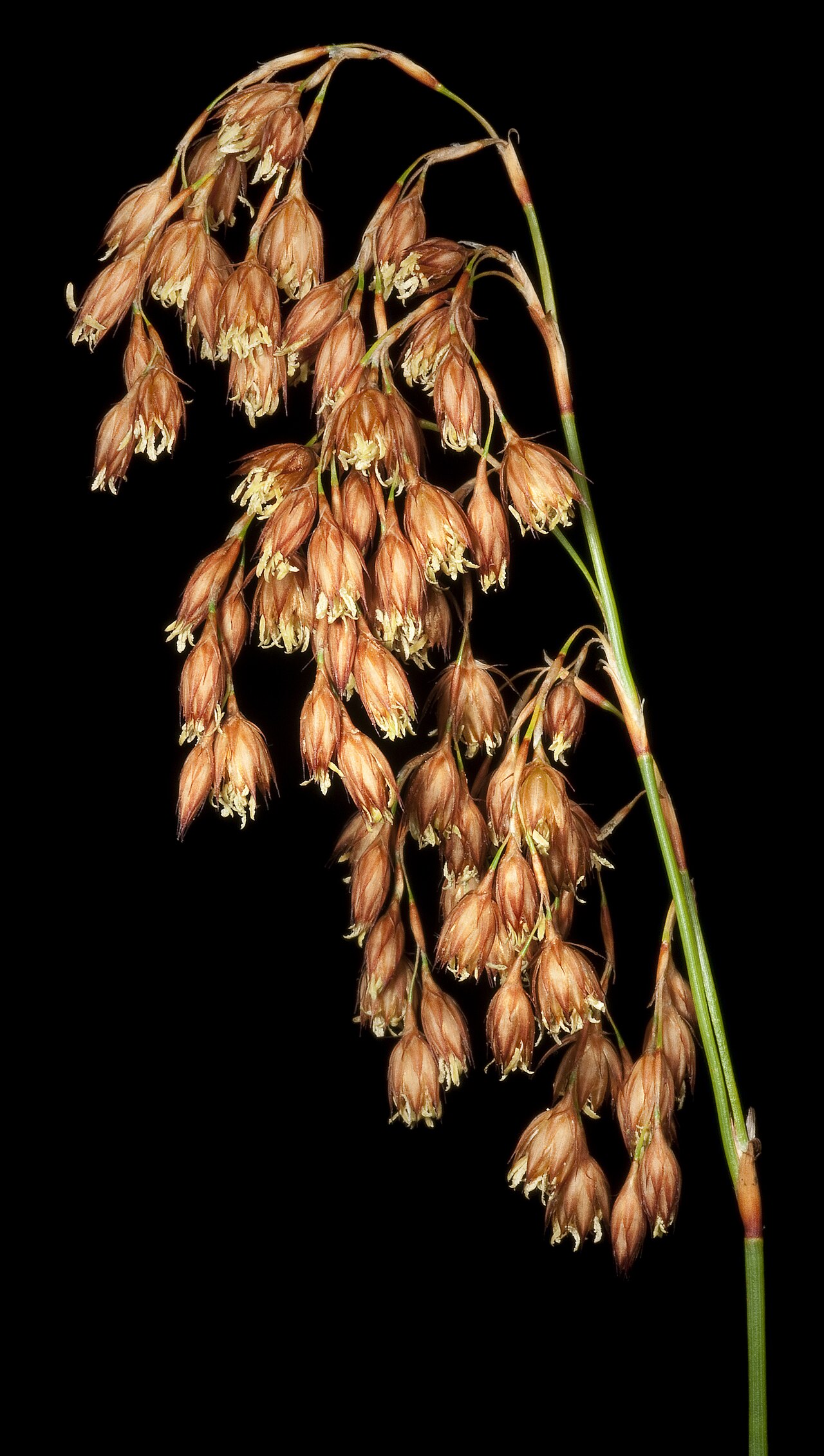 Chordifex microcodon: M Hislop 1291 B Western Australian Herbarium