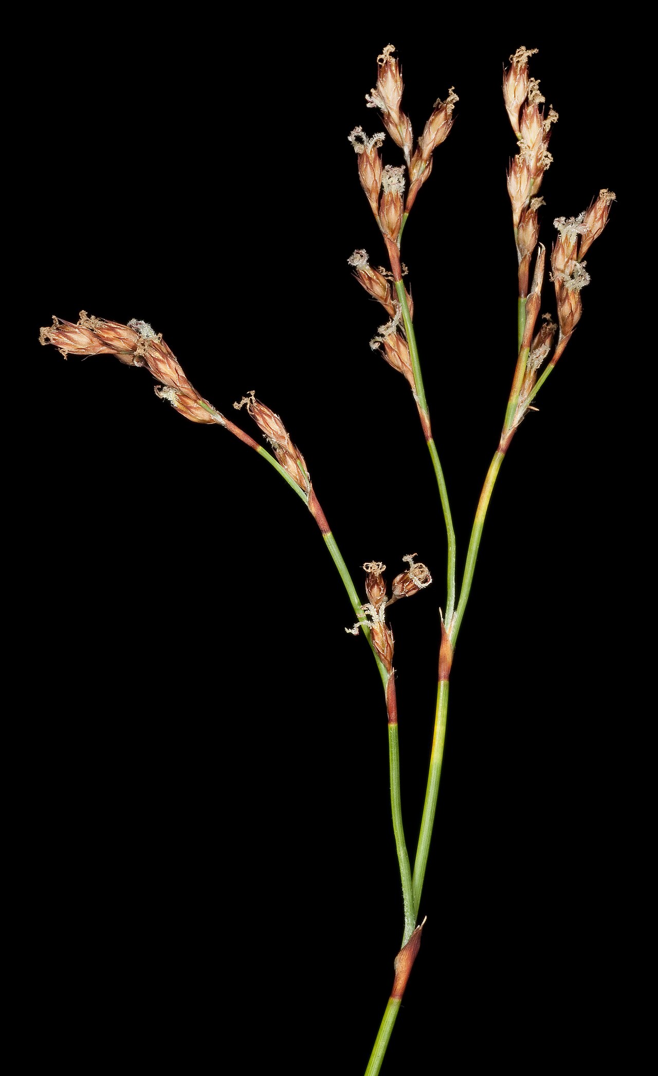 Chordifex microcodon: M Hislop 1291 A Western Australian Herbarium