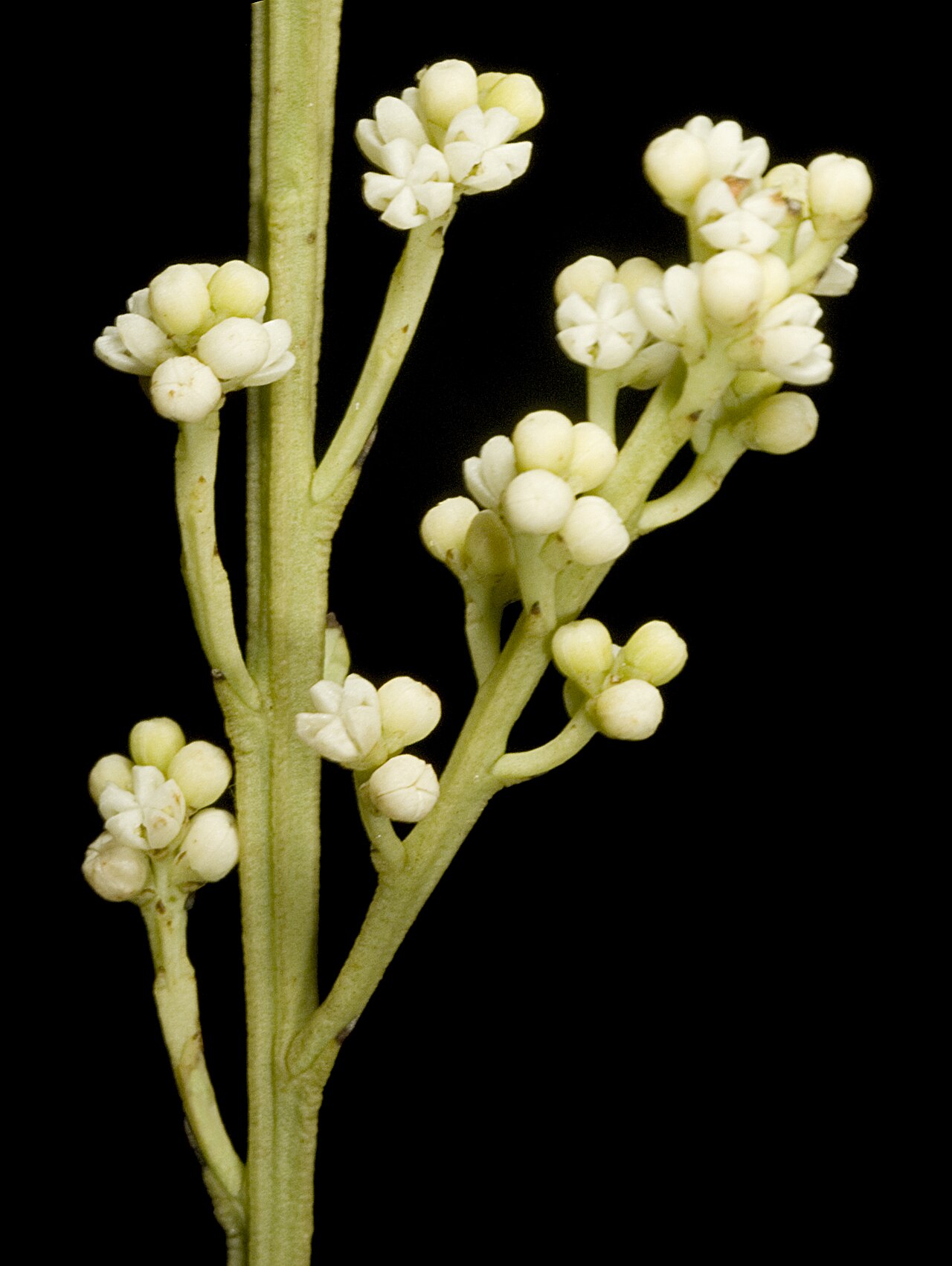 Choretrum glomeratum: KRT3502