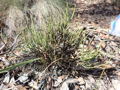 Choretrum pauciflorum (Choretrum pauciflorum)