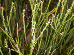 Choretrum pauciflorum (Choretrum pauciflorum)