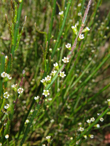 Choretrum pauciflorum (Choretrum pauciflorum)