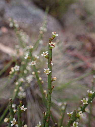 Choretrum pauciflorum (Choretrum pauciflorum)