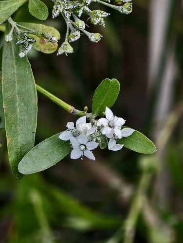 Chorilaena anceps (Chorilaena anceps)