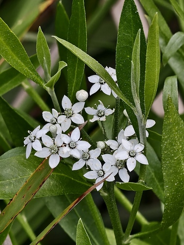 Chorilaena anceps (Chorilaena anceps)