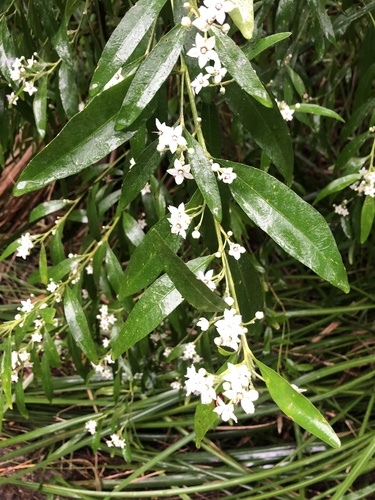 Chorilaena anceps (Chorilaena anceps)