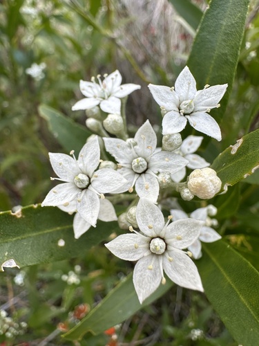Chorilaena anceps (Chorilaena anceps)