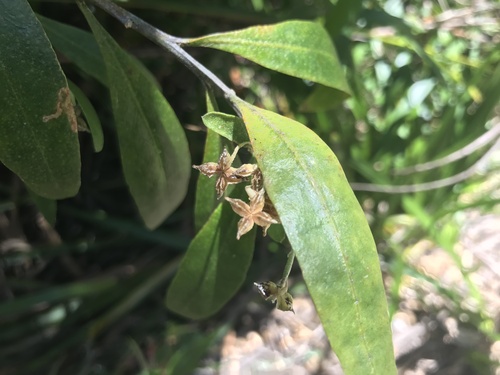 Chorilaena anceps (Chorilaena anceps)