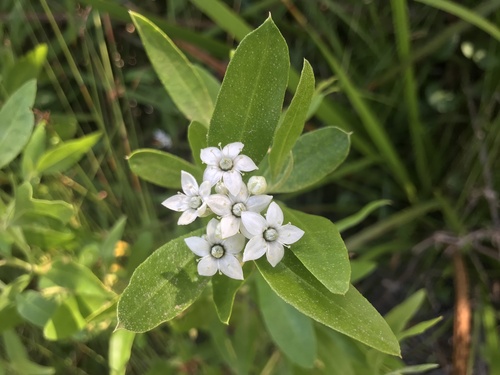 Chorilaena anceps (Chorilaena anceps)