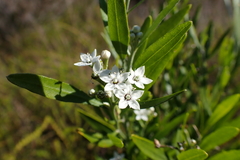 Chorilaena anceps (Chorilaena anceps)