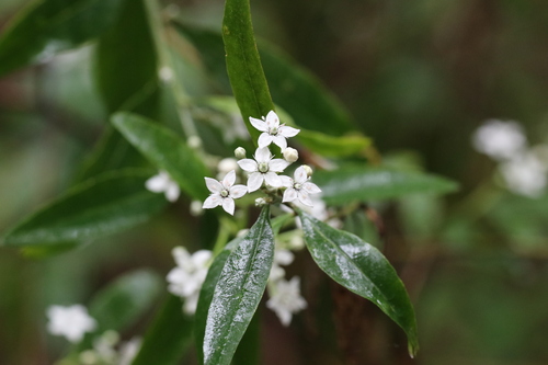 Chorilaena anceps (Chorilaena anceps)