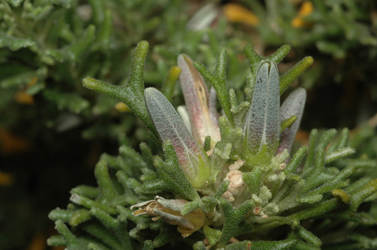 Chorilaena euphemiae: Rhadinothamnus euphemiae