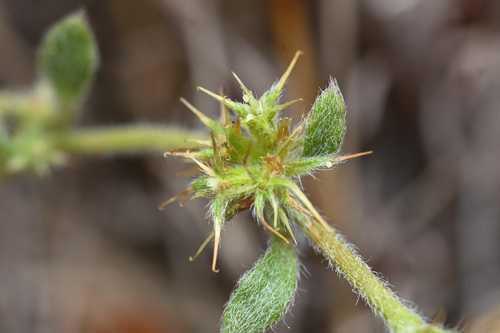 Narrowleaf spineflower (Chorizanthe angustifolia)